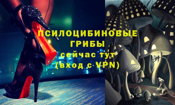 шишки Абаза